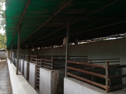 Imagen 4 de 14 de Finca En Tinaquillo . Edo Cojedes Glira