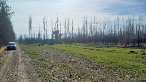 Imagen 3 de 9 de Predio En Alquiler Cipolletti