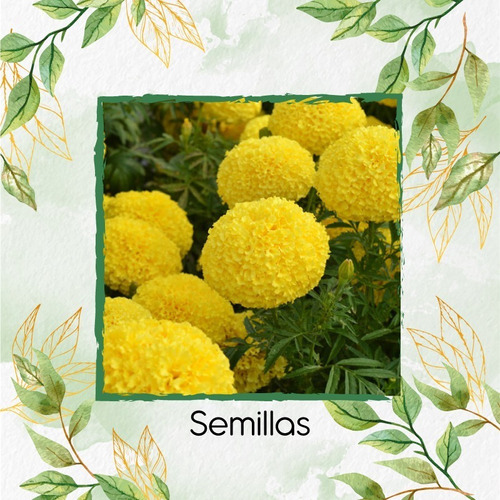 40 Semillas De Flor Tagetes Erecta Amarillo+ Obs Germinación