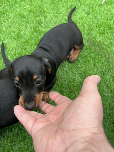 Cachorros Dachshtund, 3h Y 1m, Desparasitados 1,5 Meses,