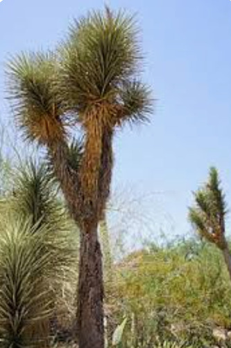 Yucca Filifera, Izote, 15 Semillas ,nv
