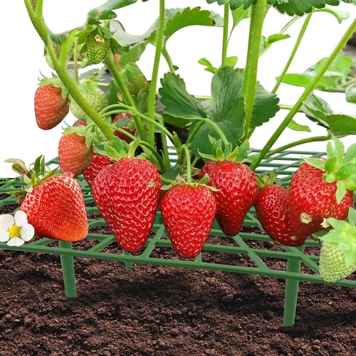 1 Lts Fertilizante Para Plantas Nutriplantas Humus Lombriz