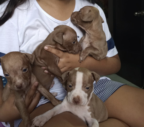 Perros Pitbull American De 20 Días De Nacido 