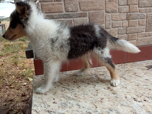 Imagen 4 de 10 de Cachorros Rouh Collie Color Blue Merle - En Cuotas!