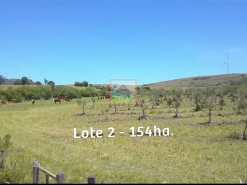 Imagen 5 de 14 de Campo De Olivos 324 Has En Los Caracoles