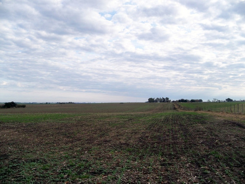 Campos Venta 65 Has Agrícolas Zona De Carmelo - Conchillas