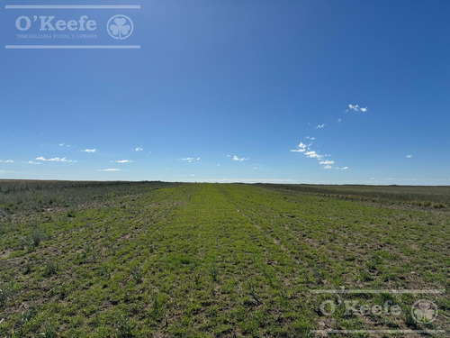 Campo En Venta De 28.000 Has En Gral Alvear, Mendoza. Armado De Cría/recría
