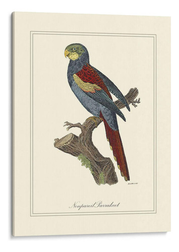 Canvas Lab Cuadro Nonpareil Parrakeet 60x80, George Edwards