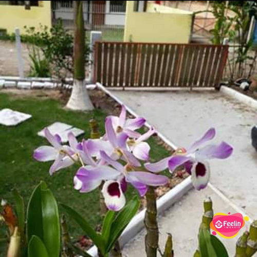 Imagem 15 de 22 de Casa À Venda, 110 M² Por R$ 720.000,00 - Rio Tavares - Florianópolis/sc - Sc - Ca0074_feelin