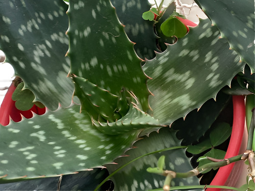 Planta Aloe Vera