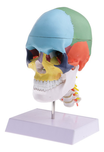 1:1 Colorido Modelo De Cabeza Humana Cráneo Con Vértebra