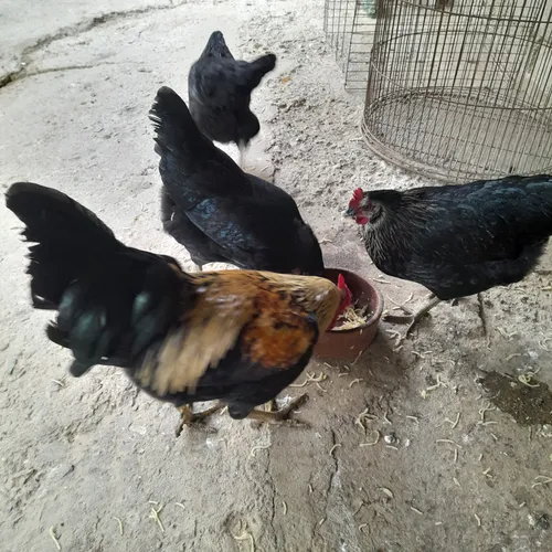 Gallinas Criollas Ponedoras (Usado)