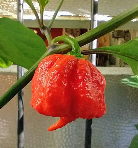 Salsa De Ajíes Carolina Reaper X 100cc.