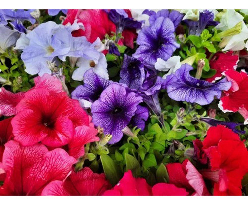 Planta Las Petunias Son Perennes