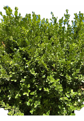Planta Cerco Vivo Óleo Texano Olea Laurel De Flor Laurentino