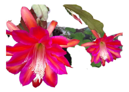 Cactus Orquídea (epiphylljm) Misvegetalesorganicos