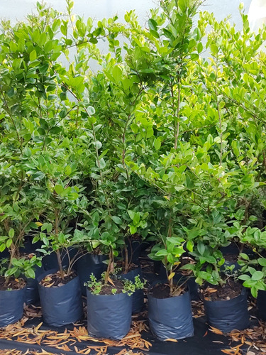 Olea Amarilla 120cm - Arbusto Ideal Para Cercos Vivos