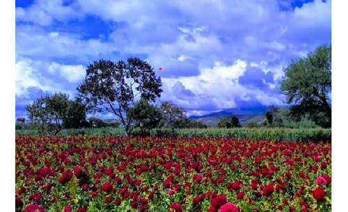 Terreno En Venta En Breña Para Siembra En Tehuacan. Puebla. Aa28