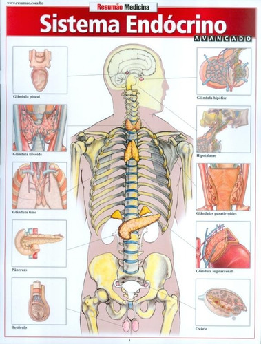 Resumao - Sistema Endocrino Avancado