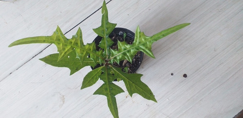 Muda De Lingua De Dragão + Brinde Erva Medicinal