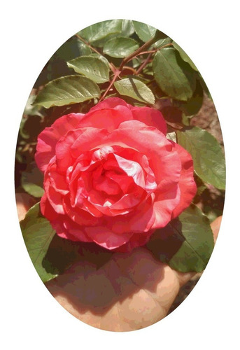 Muda De Rosa Arbustiva Semi Trepadeira, Flor Grande Salmão.