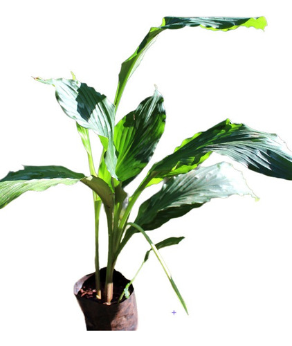 Planta Kaempferia Rotonda (resurrección) 50 Cm, Unica