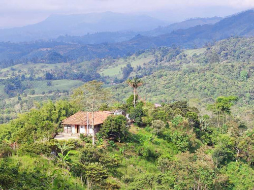 Venta De Finca Vereda La Palmera En Salento, Quindío