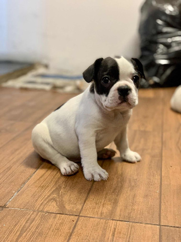 Cachorros Machos Bulldog Francés Blancos 2 Meses 30/9/23