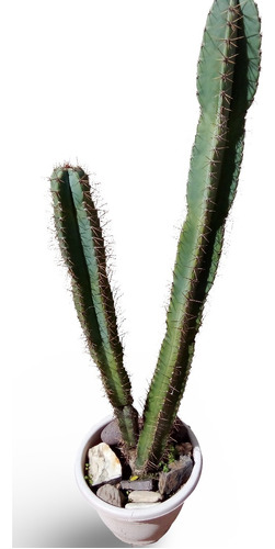 Planta Cactus Cereus Jamacaru 1.40 Mt.