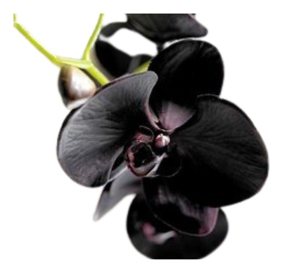 Orquidea Negra Adulta Jardim Jardinagem | MercadoLivre 📦
