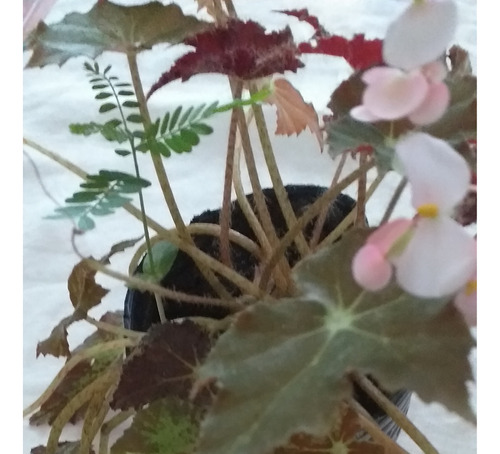 Planta Begonia Cleopatra .