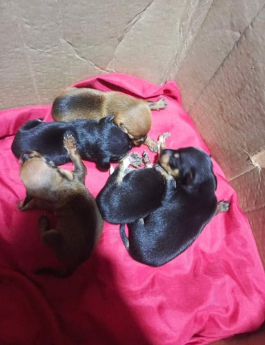 Cachorros Pincher Doberman Miniatura 100%