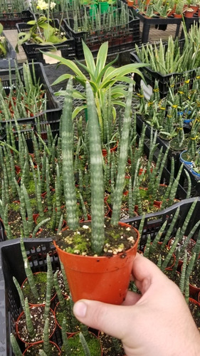 Imagen 1 de 2 de Sansevieria Cylindrica  Maceta 8 X 3 Plantas