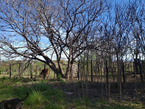 Imagen 11 de 29 de Campo En Venta Santa Teresa, La Cumbrecita