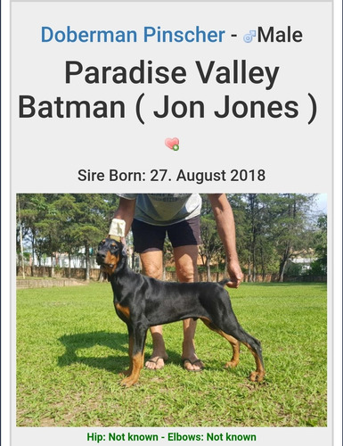 Dobermann Puro Com Pedigree Cbkc E Microchip