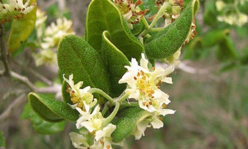 Boldo Do Chile (peumus Boldus) 100 Gr Erva Seca Para Chá