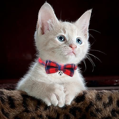 Collar Para Gatos Seis Paquete De 6 Collares De Gato A Cua 