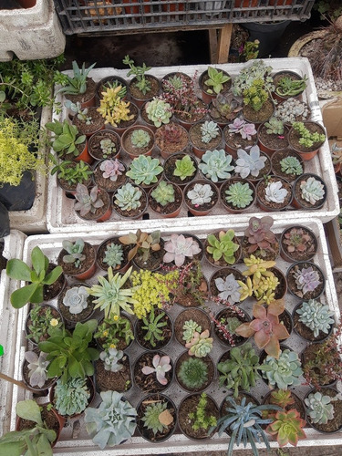 Imagen 5 de 7 de 10 Suculentas Exoticas Más Costo De Envío