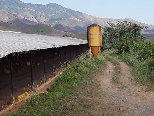 Imagen 7 de 7 de Se Vende Granja En Güigüe, Carabobo - Inmobiliaria Maggi Cod. 347