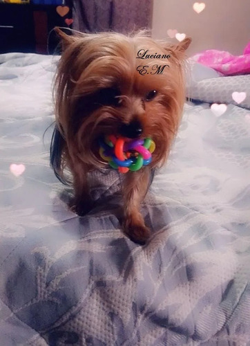 Yorkshire Terrier Bello Cachorrito 550 Yorky Mini Toy Puro