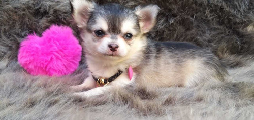 Chihuahua Femea Pelo Longo Cor Exotica