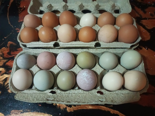 Huevos Organicos Criollos Para Consumo