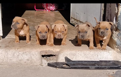 Vendo Cachorros American Bully