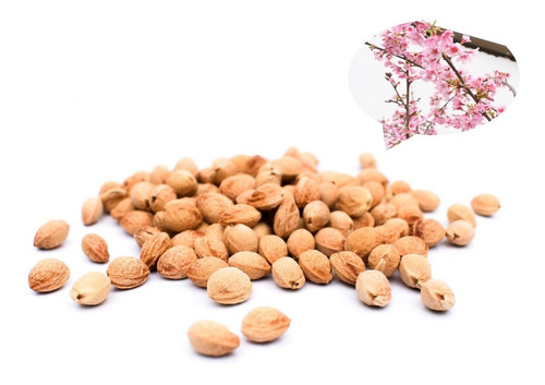 Imagen 1 de 5 de Sakura Cerezo Japones Semillas Recién Recolectadas