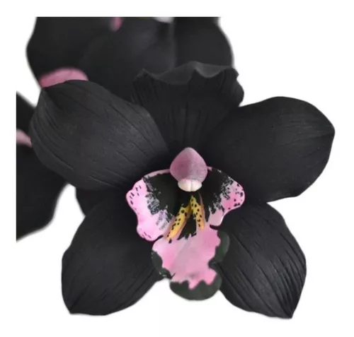 Orquidea Negra Cymbidium Kiwi Midnight Muda Pronta Entrega - Corre Que Ta  Baratinho