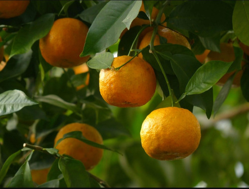 Árbol Naranjo Amargo