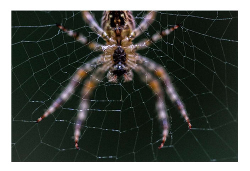 Vinilo 20x30cm Tarantula Araña Spider Insecto Wild P1