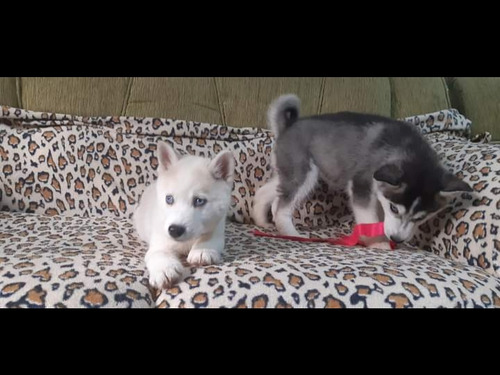 Cachorros Siberianos Husky 