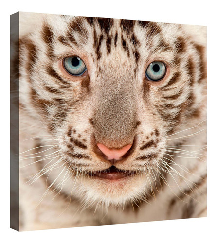 Cuadro Decorativo Canvas Moderno Felinos Salvajes Tigres 2 Color Felinos Salvajes Tigres 20 Armazón Natural