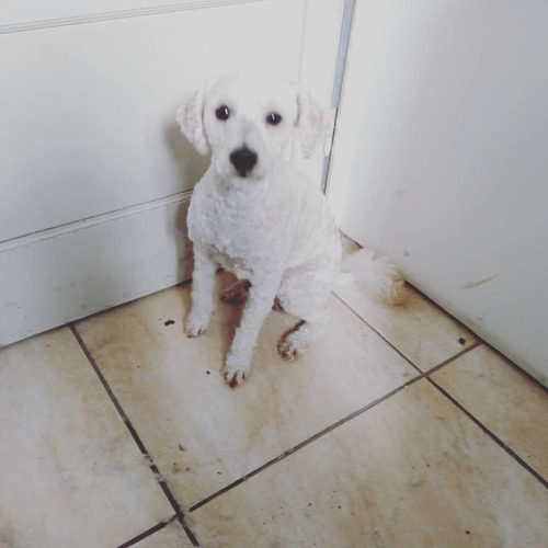 Imagen 9 de 10 de Peluquería Canina Daja En La Blanqueada